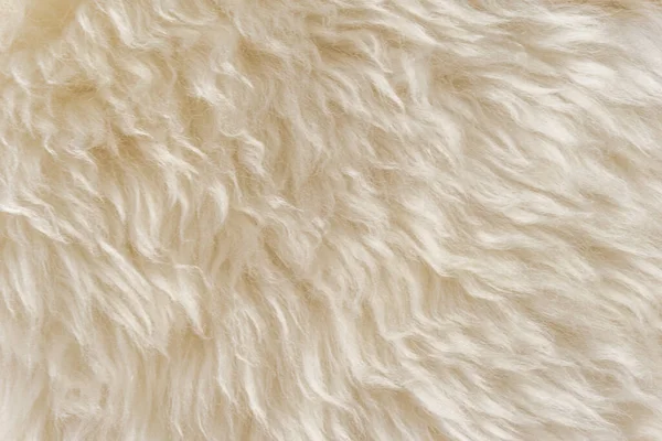 White fluffy sheep wool texture, beige natural wool background, fur texture close-up for designers