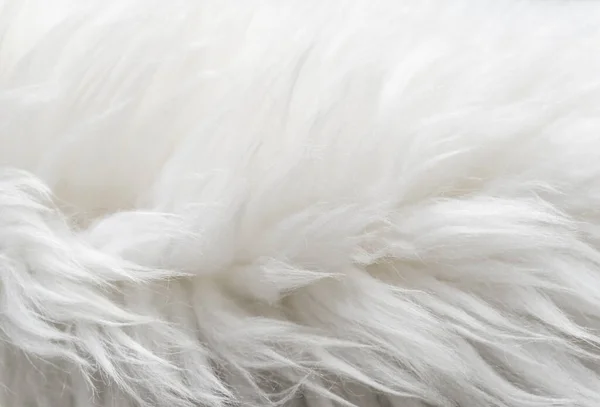 白色绒毛羊羊毛质地 天然羊毛背景 毛皮质地特写 供设计师参考 — 图库照片