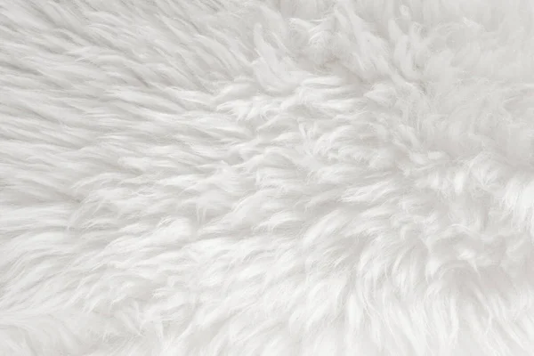 White Fluffy Wool Texture Natural Wool Background Fur Texture Close — Stock Photo, Image