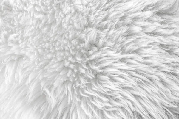White soft wool texture background, cotton wool, light natural sheep skin, close-up texture of white fluffy fur
