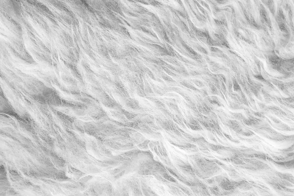 Beyaz Yumuşak Yün Dokusu Dikişsiz Pamuk Hafif Doğal Koyun Yünü — Stok fotoğraf