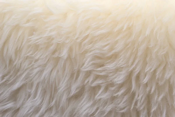 White wool texture background, cotton wool, white natural sheep wool, beige fluffy fur, fragment white carpet, close-up light wool with detail of woven pattern, factory fabric material with a twist