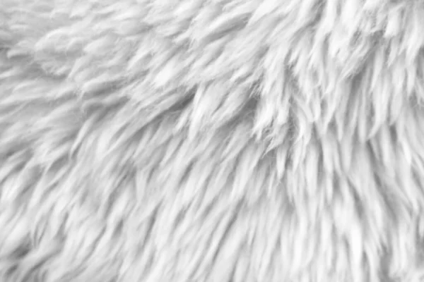 Fundo Textura Branca Ovelha Natural Leve Textura Pele Macia Branca — Fotografia de Stock