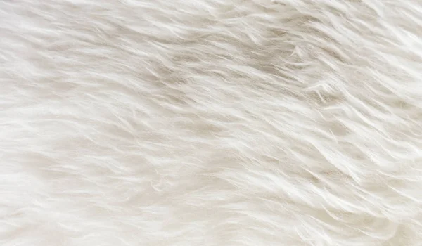 white wool texture background, light natural sheep wool, texture of white fluffy fur, close up of a long wool carpet