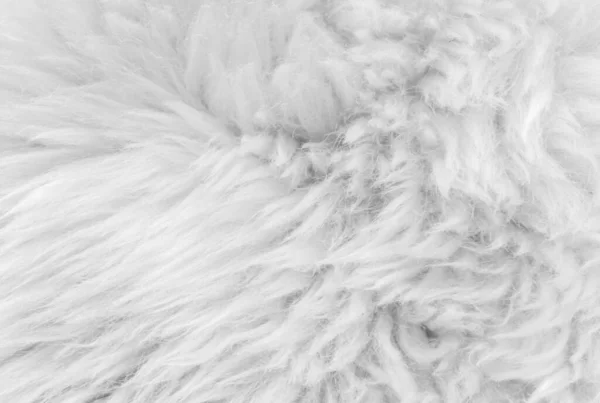白いウールの質感の背景 軽い天然の羊のウール 白いふわふわの毛皮の質感 長いウールカーペットの近く — ストック写真