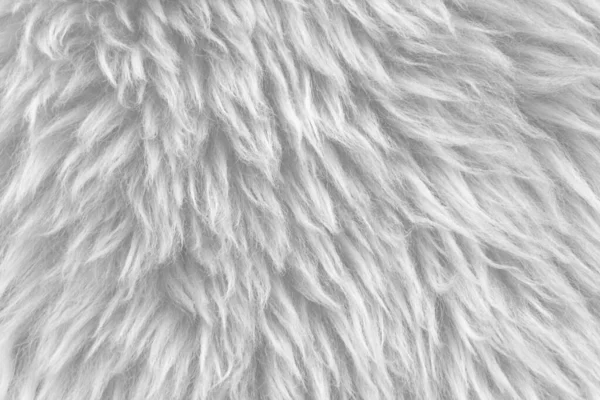 White wool with white top texture background, light natural sheep wool, white seamless cotton, texture of fluffy fur for designers, close-up fragment white wool carpet