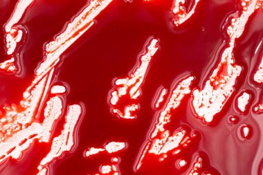 Beyaz arka planda kanlı sıçramalar ve damlalar. Damlayan ve takip eden kırmızı kan (boya)