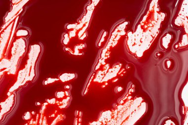 Beyaz arka planda kanlı sıçramalar ve damlalar. Damlayan ve takip eden kırmızı kan (boya)