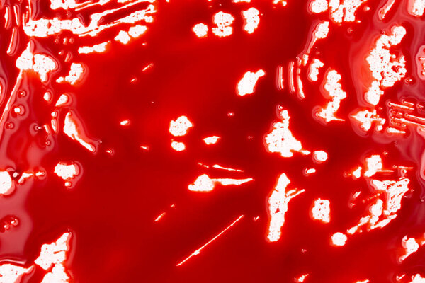 Bloody splashes and drops on a white background. Dripping and following red blood (paint)