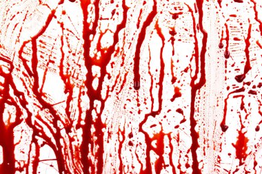 Beyaz arka planda izole edilmiş kan damlıyor. Akan kırmızı kan damlalar, damlalar ve izler