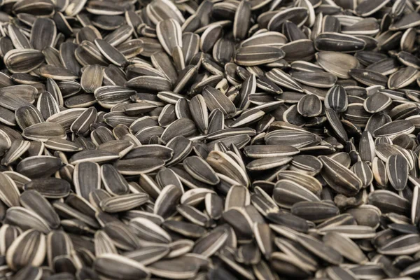 Tekstura Tła Nasion Słonecznika Paski — Zdjęcie stockowe