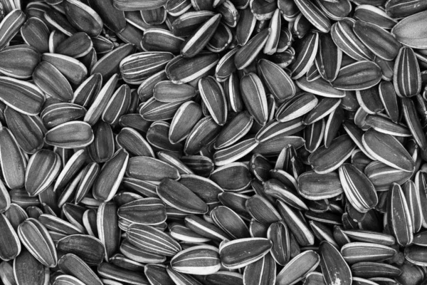 Striped Sunflower Seeds Background Texture — Stock Photo, Image