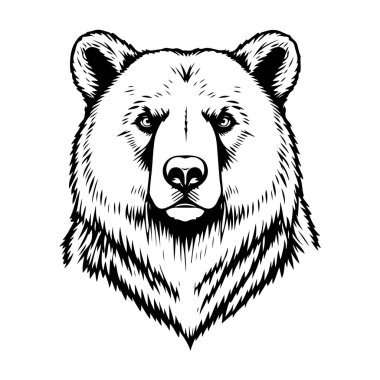 Ayı çizim vektörü, vahşi hayvan çizimi, büyük yırtıcı tasarımı, orman memelisi çizimi, boz ayı grafik sanatı.