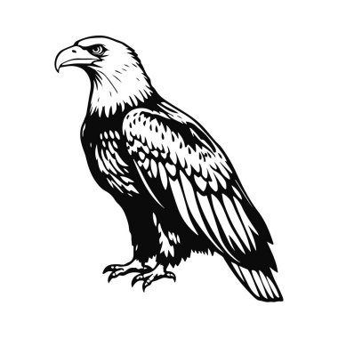 Kartal silueti heybetli duruyor, vahşi doğa kuşu avcısı, özgürlük sembolü yırtıcı illüstrasyon, güçlü tüy detayı, güçlü hayvan portresi
