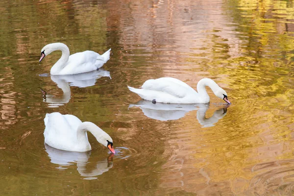 Красивые Белые Лебеди Воде — стоковое фото