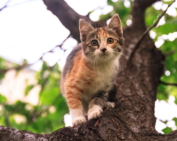 Gato Bonito Jogando Árvore — Fotografia de Stock