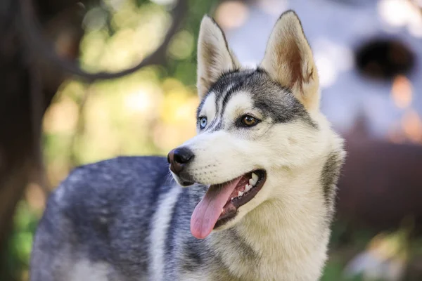 Yeşil çimenli arka planda farklı renk gözleri olan köpek gibi..
