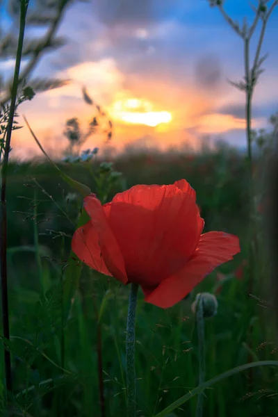 Ein Leuchtend Roter Mohn Der Sonne Vor Grünem Gras Und — Stockfoto