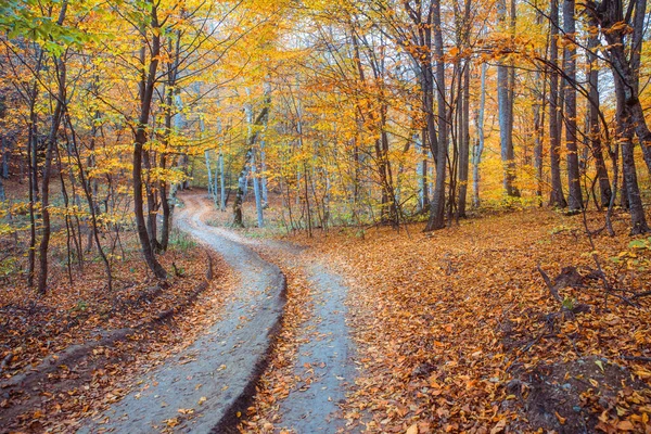 Autumn forest scenery with warm colors and footpath covered in leaves leading into scene.