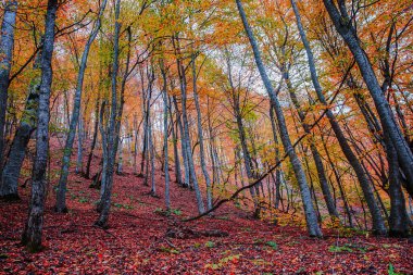 Renkli sonbahar yapraklı doğa manzarası, yeşil, sarı, turuncu, kırmızı.