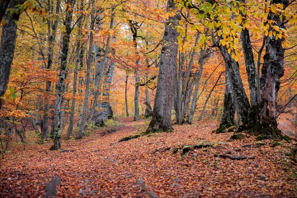 Prachtig Bos Het Najaar — Stockfoto