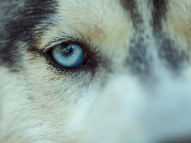 Mavi gözler bir köpeğe yaklaşır.
