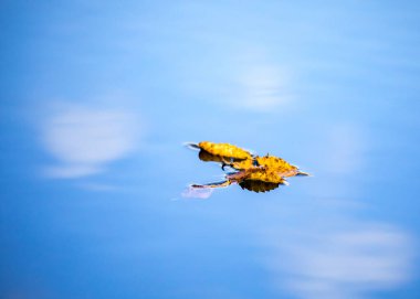 Mavi göldeki yapraklar