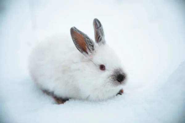 white rabbit on snow  in winter