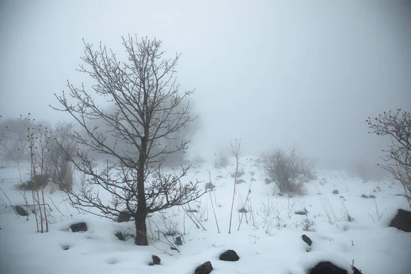 tree in snowy nature with fog