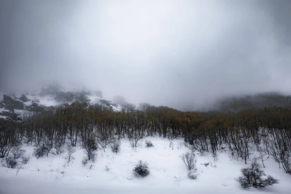 Orman Kışın Sis Dağında — Stok fotoğraf