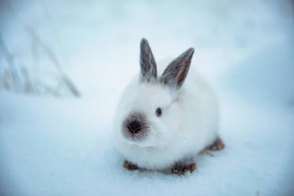 冬は雪の上の白いウサギ — ストック写真