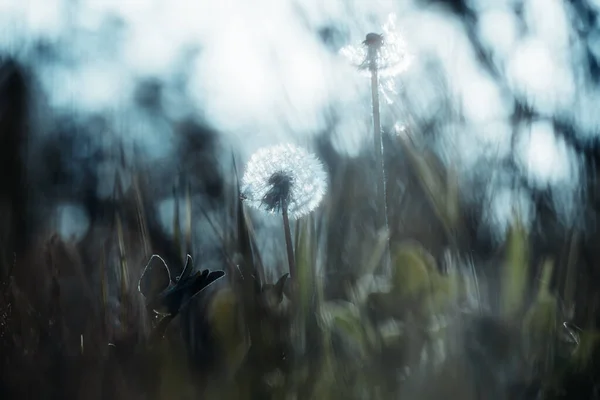 Gökyüzünün Altında Çimlerle Uçan Karahindiba — Stok fotoğraf