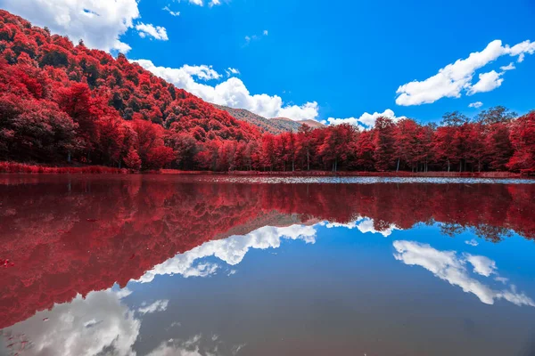 Floresta Cor Com Lago Sob Azul — Fotografia de Stock