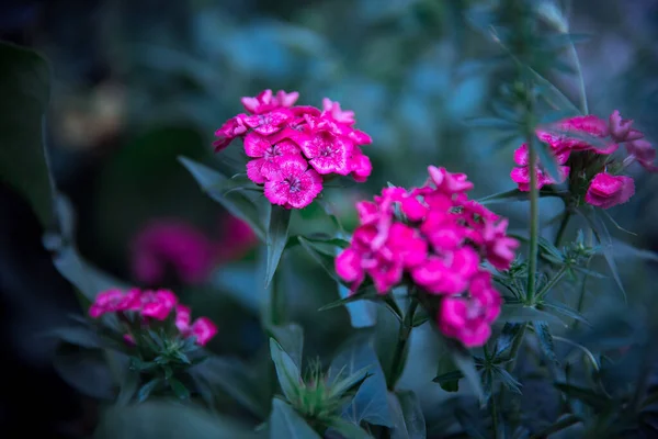 Gyönyörű Kert Rózsaszín Virágok Solf Fókusz — Stock Fotó