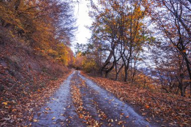 Güzel ve renkli sonbahar ormanı roa