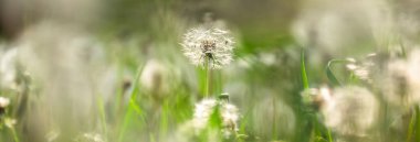Karahindiba, makro yakın çekim.