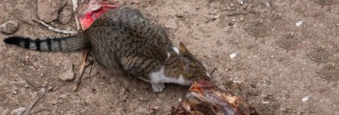 Kedi samanlıkta et yiyor.