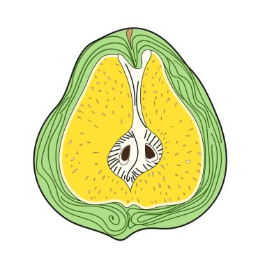 Parlak sulu renklerde yarım armut. Vektör çizimi