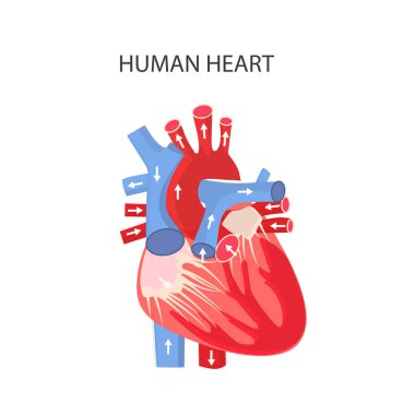 İnsanın kalbi. Kalbin anatomik yapısı. Hastalıklar, tedavi ve kalp hastalıklarının teşhisi, kardiyovasküler hastalıklar. Sağlık hizmetlerinin vektör illüstrasyonu
