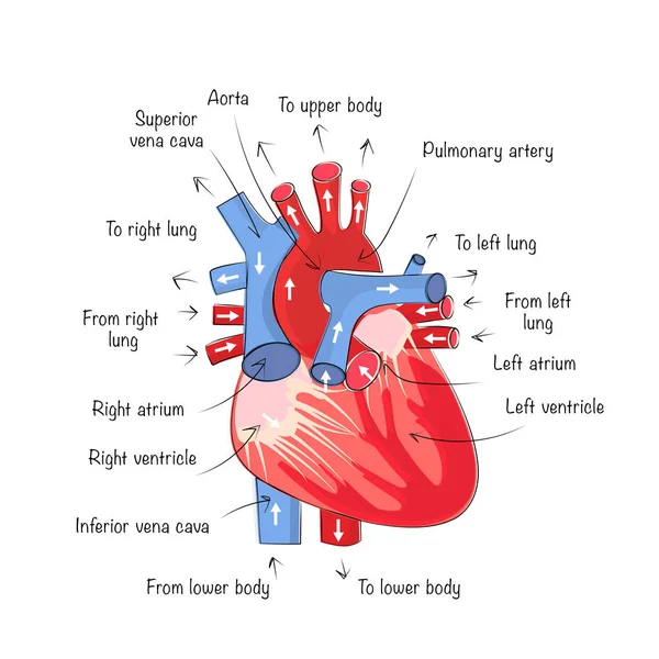 人間の心臓の解剖学 人間の臓器のポスター 医療のベクトル図 — ストックベクタ