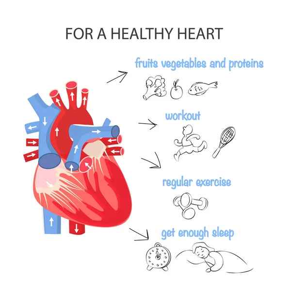 Friskt Hjärta Regler För Det Kardiovaskulära Systemets Hälsa Hjärtats Anatomiska — Stock vektor