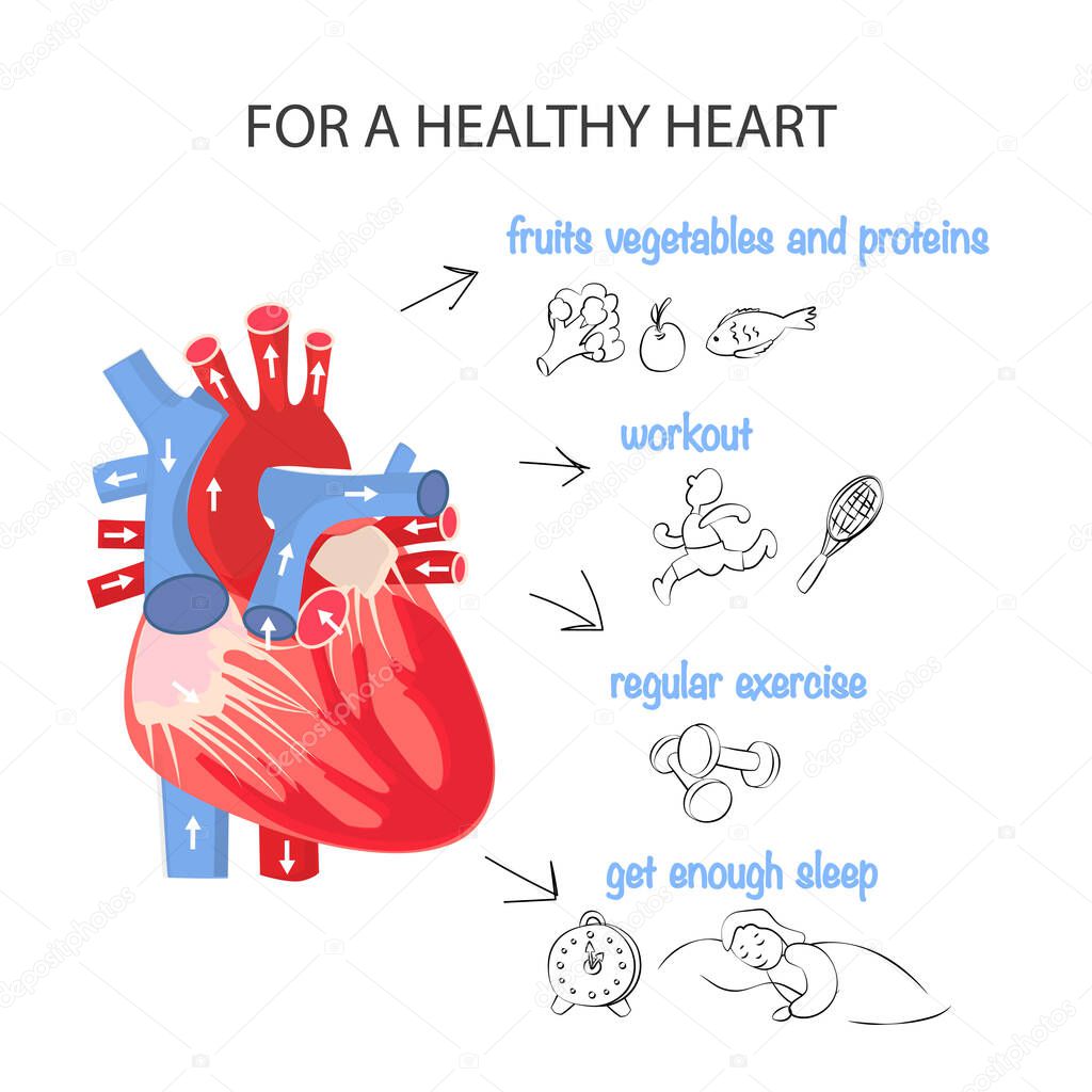 Healthy heart. Rules for the health of the cardiovascular system. Anatomical structure of the heart. Vector illustration of a healthy lifestyle