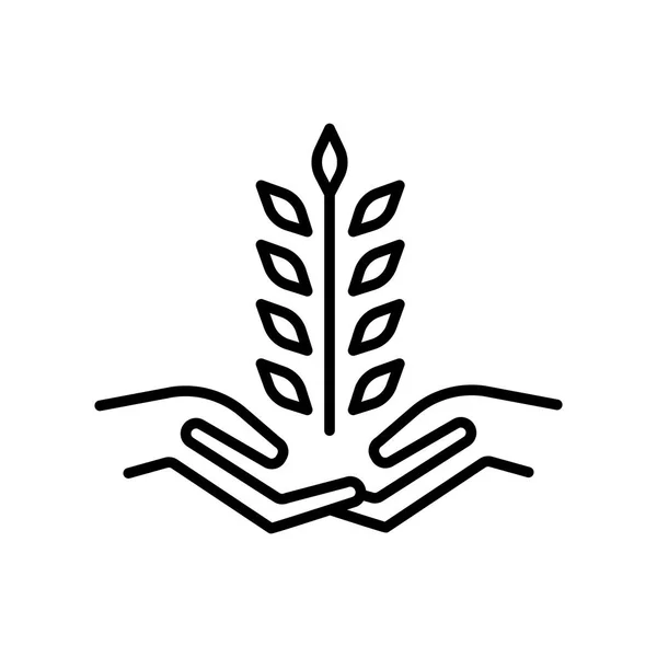 Вектор Иконки Пшеницы Изолирован Белом Фоне Прозрачный Знак Пшеницы Элементы — стоковый вектор