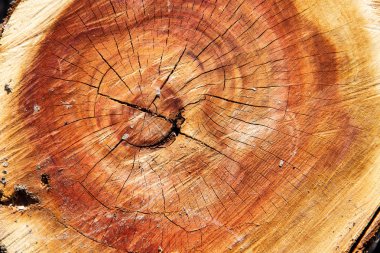 Turuncu kahverengi renk ahşap kesme dairelerin arka plan