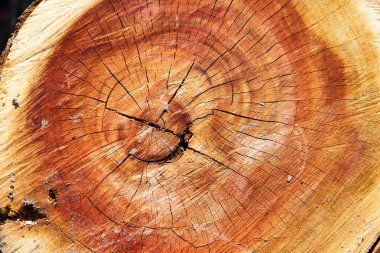 Turuncu kahverengi renk ahşap kesme dairelerin arka plan