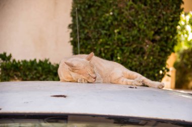 Sert kırmızı sokak kedi sessizce beyaz bir arabanın çatısında uyuyor