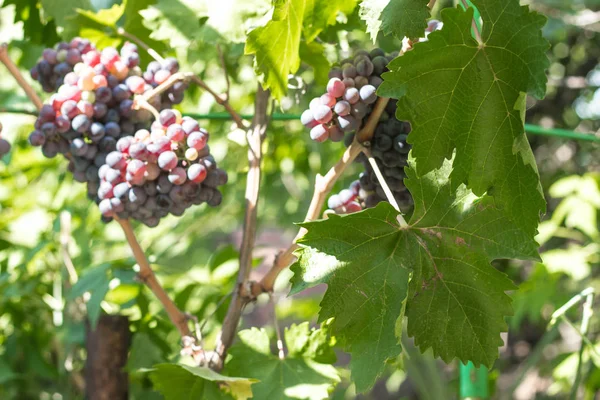 Bunch Ripe Juicy Blue Wine Grapes Hanging Vine Ripe — Stock Photo, Image