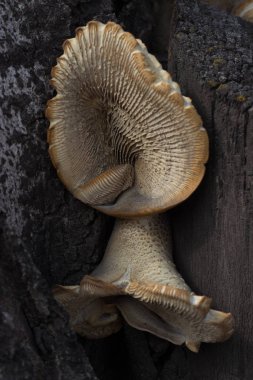 Bir ağaç şeklinde mantar bir çiçek şeklinde bir ağaçta yetişir