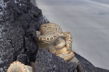 Bir ağaç şeklinde mantar bir çiçek şeklinde bir ağaçta yetişir