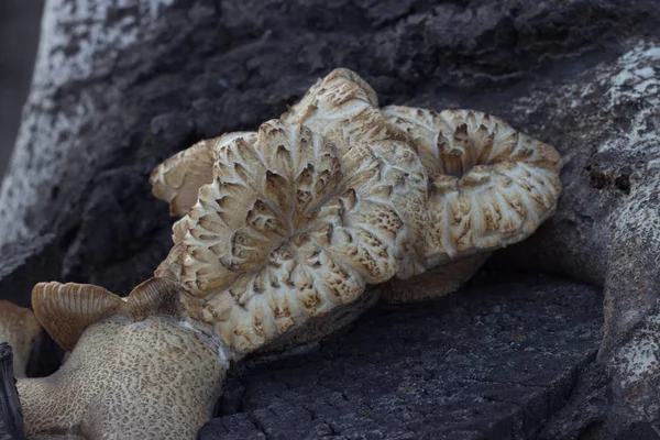 Um fungo em forma de árvore na forma de uma flor cresce em uma árvore — Fotografia de Stock